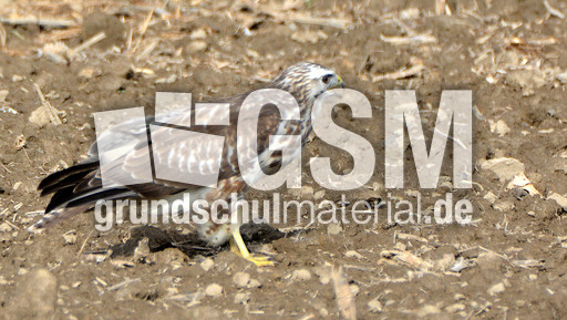 Mäusebussard_ (13).jpg